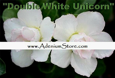 Adenium Obesum \'Double White Unicorn\' 5 Seeds